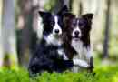 Mennyibe kerül egy border collie kölyök?
